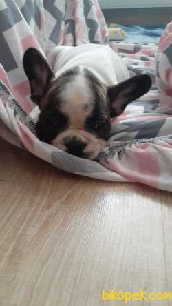 French Buldog Erkek Korsan Maske 3