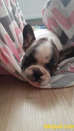 French Buldog Erkek Korsan Maske 1