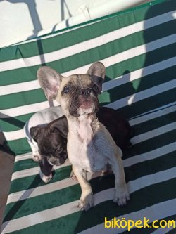 FRENCH BULDOG FAWN DİŞİ 1