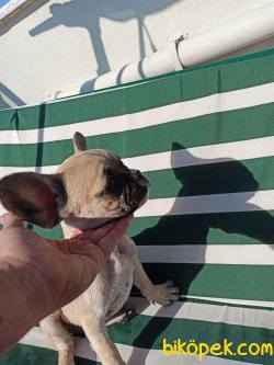 FRENCH BULDOG FAWN DİŞİ 4