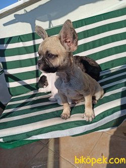 FRENCH BULDOG FAWN DİŞİ 5