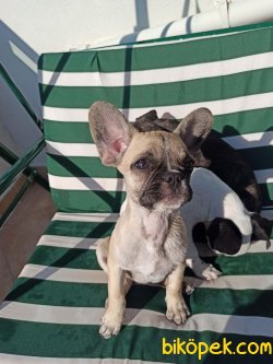 FRENCH BULDOG FAWN DİŞİ 3
