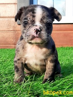 FRENCH BULDOG YAVRULARI 1