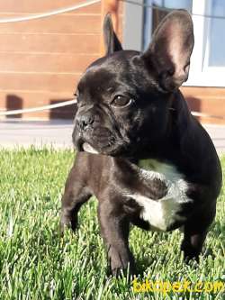 FRENCH BULDOG YAVRULARI 2