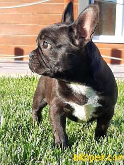 FRENCH BULDOG YAVRULARI 4