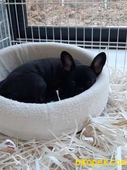 FRENCH BULDOG YAVRULARI 4