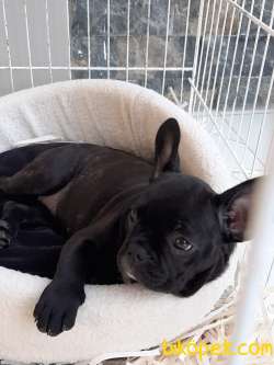 FRENCH BULDOG YAVRULARI 3