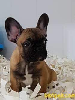 FRENCH BULDOG YAVRULARI 2