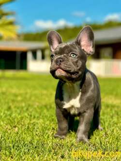 BLUE FRENCH BULDOG YAVRULARI   A KALİTE 3