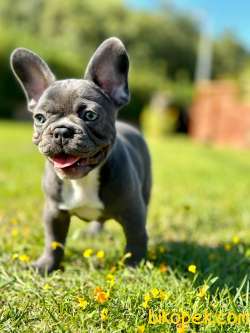 BLUE FRENCH BULDOG YAVRULARI   A KALİTE 2