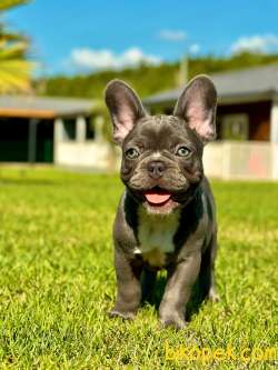 BLUE FRENCH BULDOG YAVRULARI   A KALİTE 1