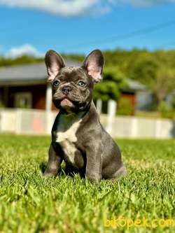 BLUE FRENCH BULDOG YAVRULARI   A KALİTE 5