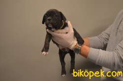 French Buldog Yavrularımız 4