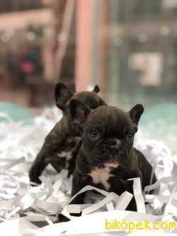 French Buldog Yavrularımız 2