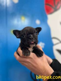 French Buldog Yavrularımız 3