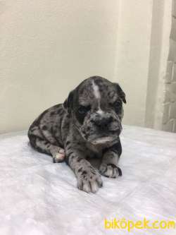 French Buldog Yavrularımız Yeni Evini Arıyor 5