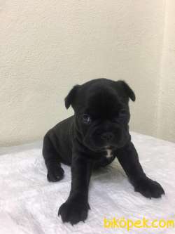 French Buldog Yavrularımız Yeni Evini Arıyor 3