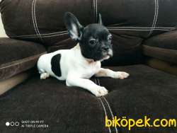 French Buldog Yavrularmız 3