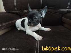 French Buldog Yavrularmız 2