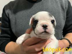 French Bulldog 1 Erkek + 1 Dişi 3