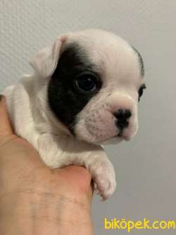 French Bulldog 1 Erkek + 1 Dişi 1