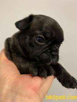 French Bulldog 1 Erkek + 1 Dişi 4