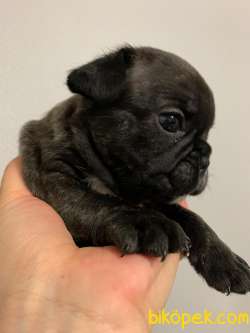 French Bulldog 1 Erkek + 1 Dişi 5