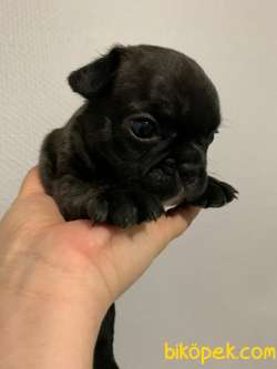 French Bulldog 1 Erkek + 1 Dişi 2