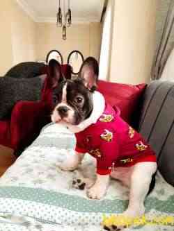 French Bulldog 10 Aylık 2