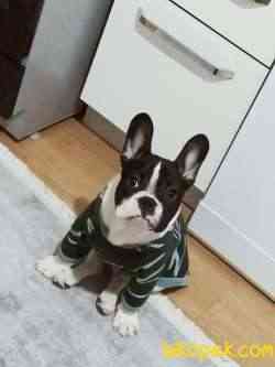 French Bulldog 10 Aylık 1