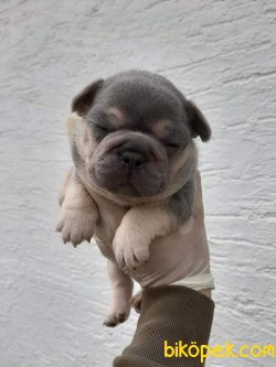 FRENCH BULLDOG 2