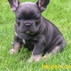 FRENCH BULLDOG 1