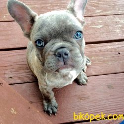 FRENCH BULLDOG 3