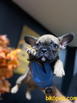 French Bulldog 2