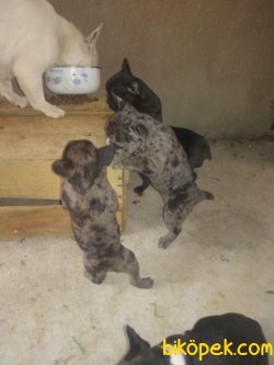 French Bulldog 3