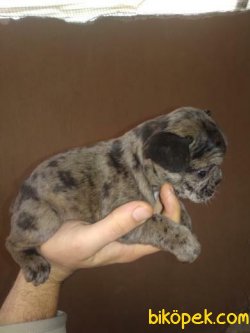 French Bulldog 4
