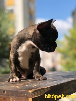 French Bulldog... 2