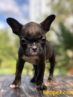 French Bulldog... 4