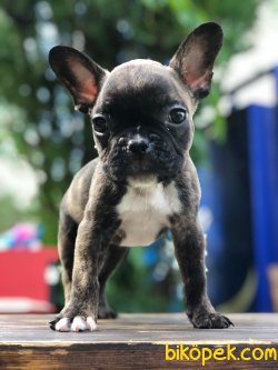 French Bulldog... 3