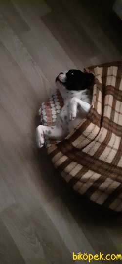 FRENCH BULLDOG 3