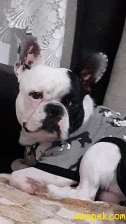 FRENCH BULLDOG 2