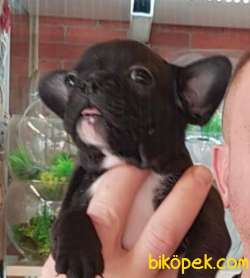FRENCH BULLDOG 1