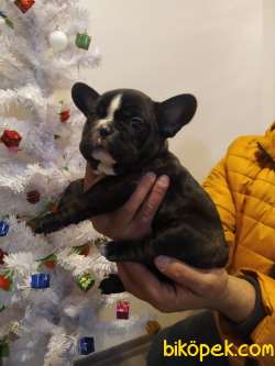 FRENCH BULLDOG 4
