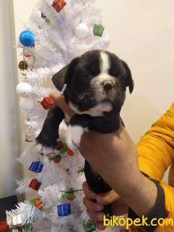 FRENCH BULLDOG 5