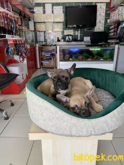 French Bulldog 2