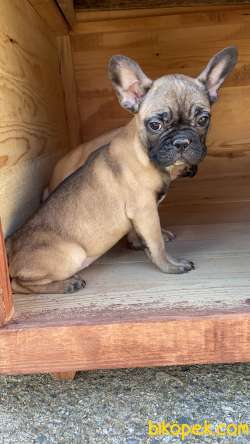 French Bulldog 2