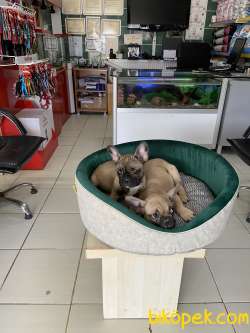 French Bulldog 1