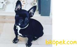 French Bulldog 1