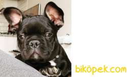 French Bulldog 3