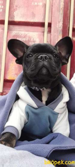 French Bulldog 2